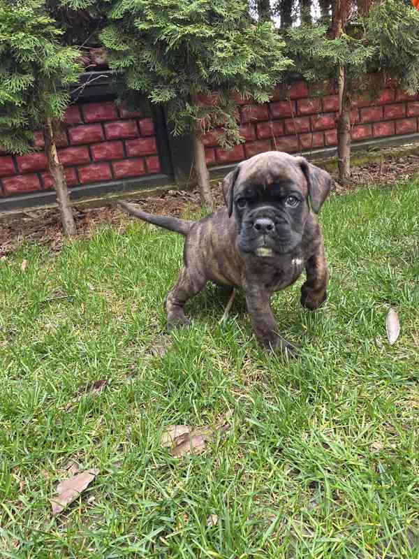 Nemecky boxer - foto 5