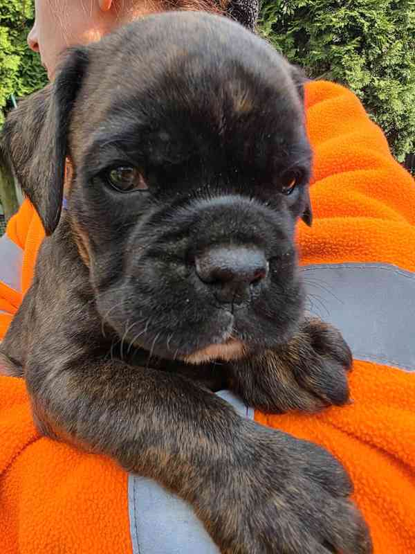 Nemecky boxer - foto 7