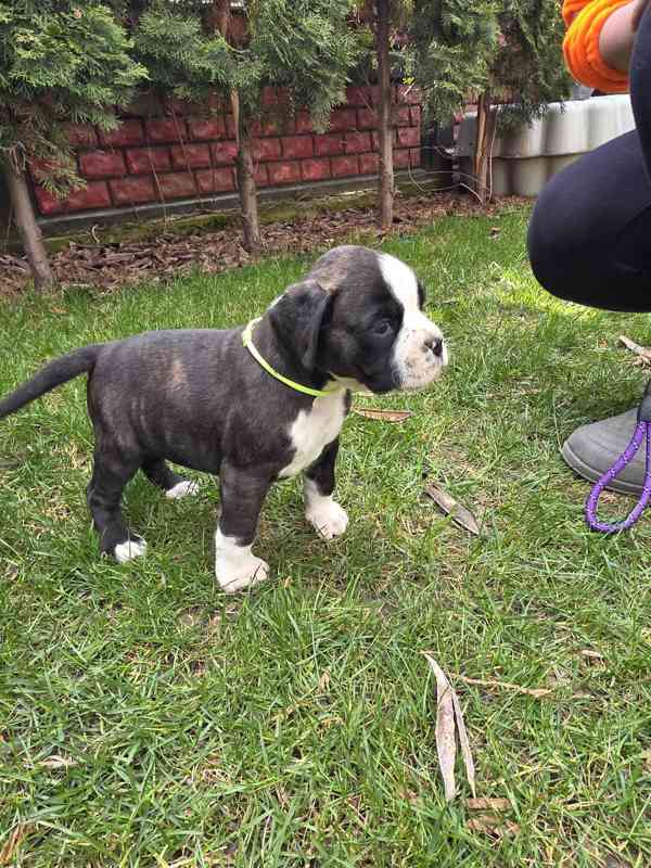 Nemecky boxer - foto 10