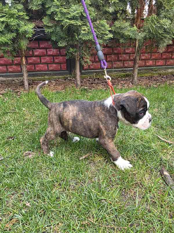 Nemecky boxer - foto 2