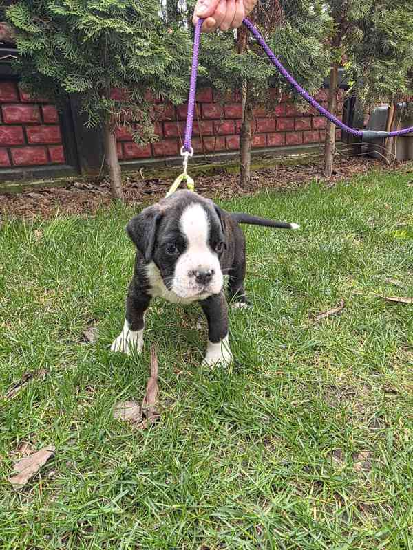 Nemecky boxer - foto 9