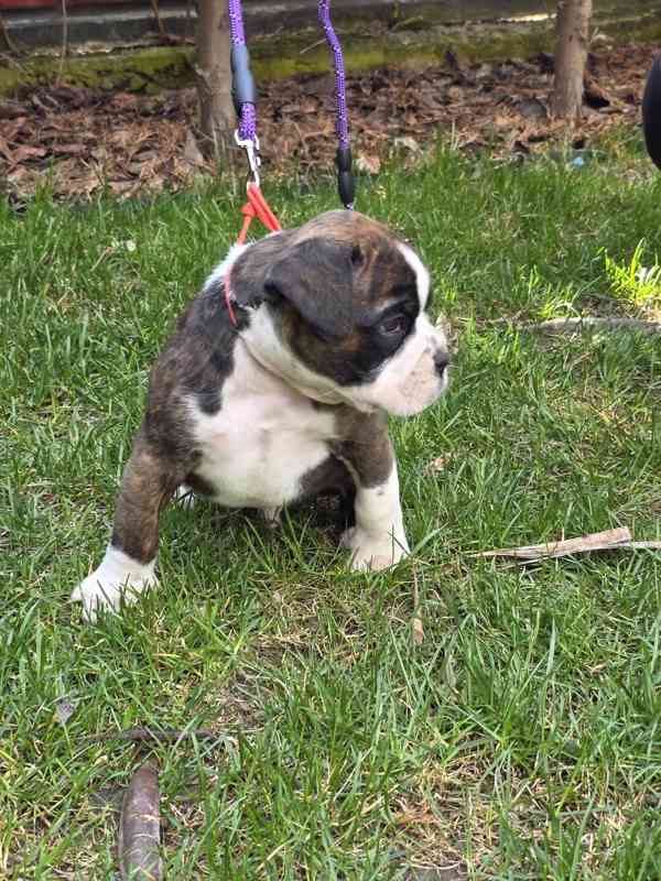 Nemecky boxer - foto 1