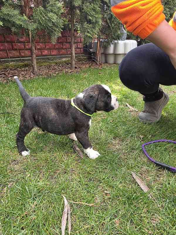 Nemecky boxer - foto 8