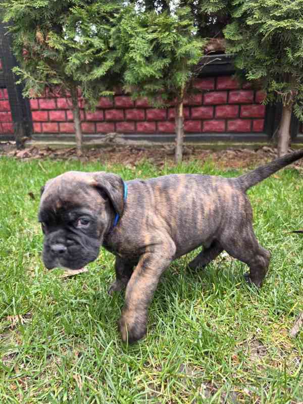 Nemecky boxer - foto 4