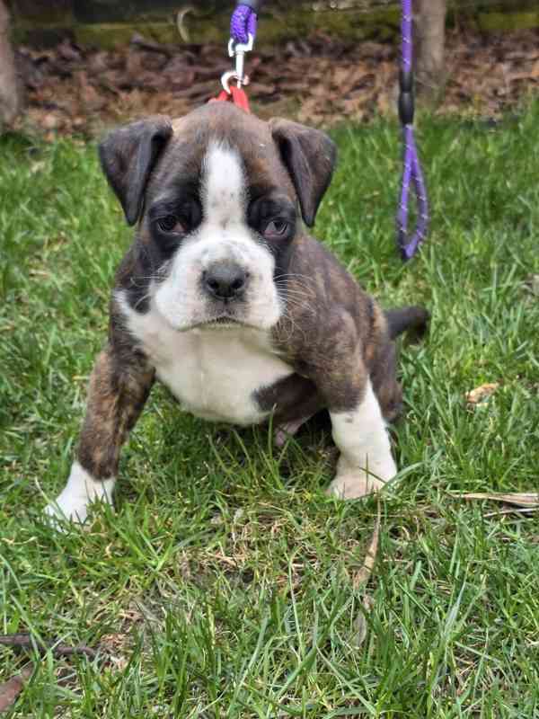 Nemecky boxer - foto 3