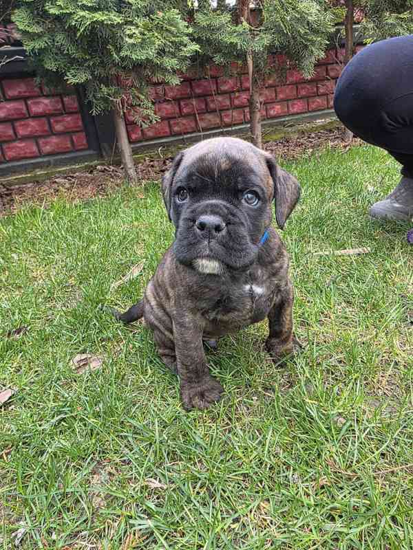 Nemecky boxer - foto 6