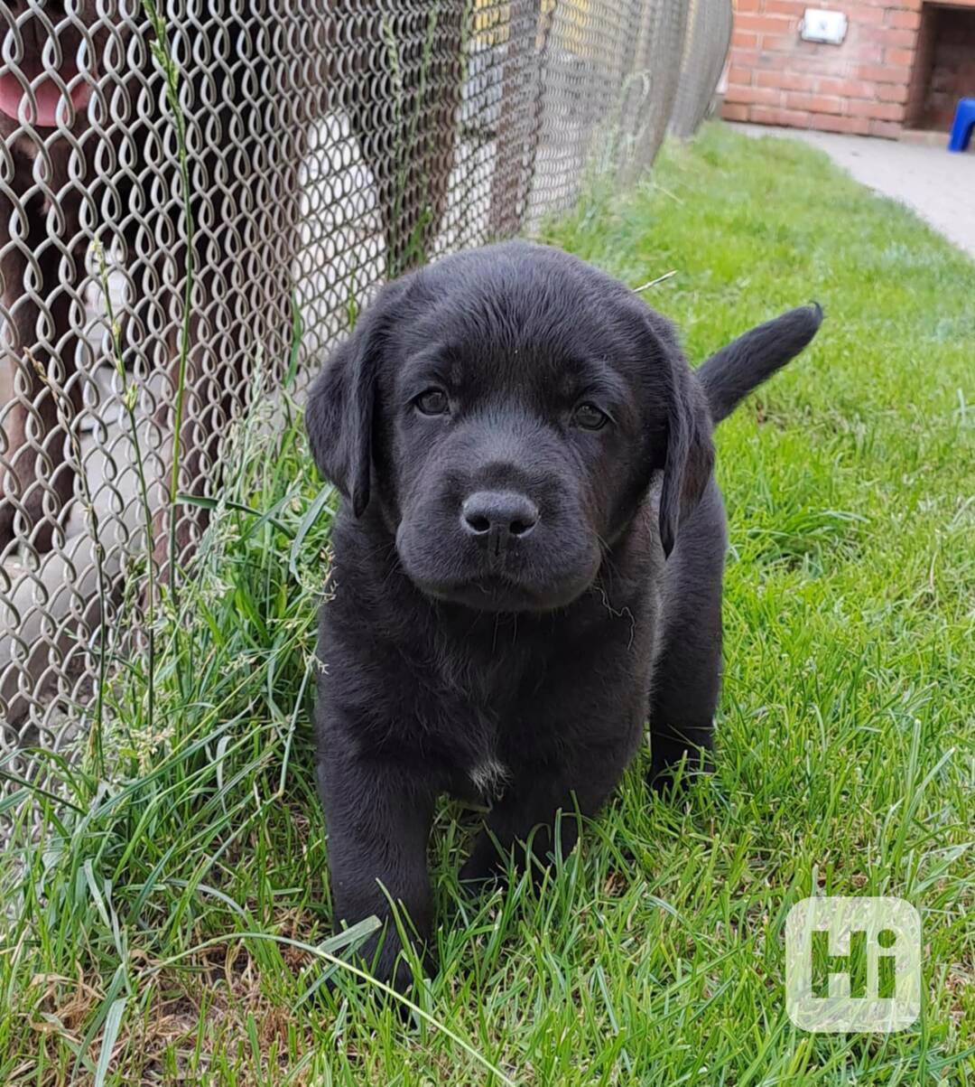 Černý pejsek labradora s PP - foto 1