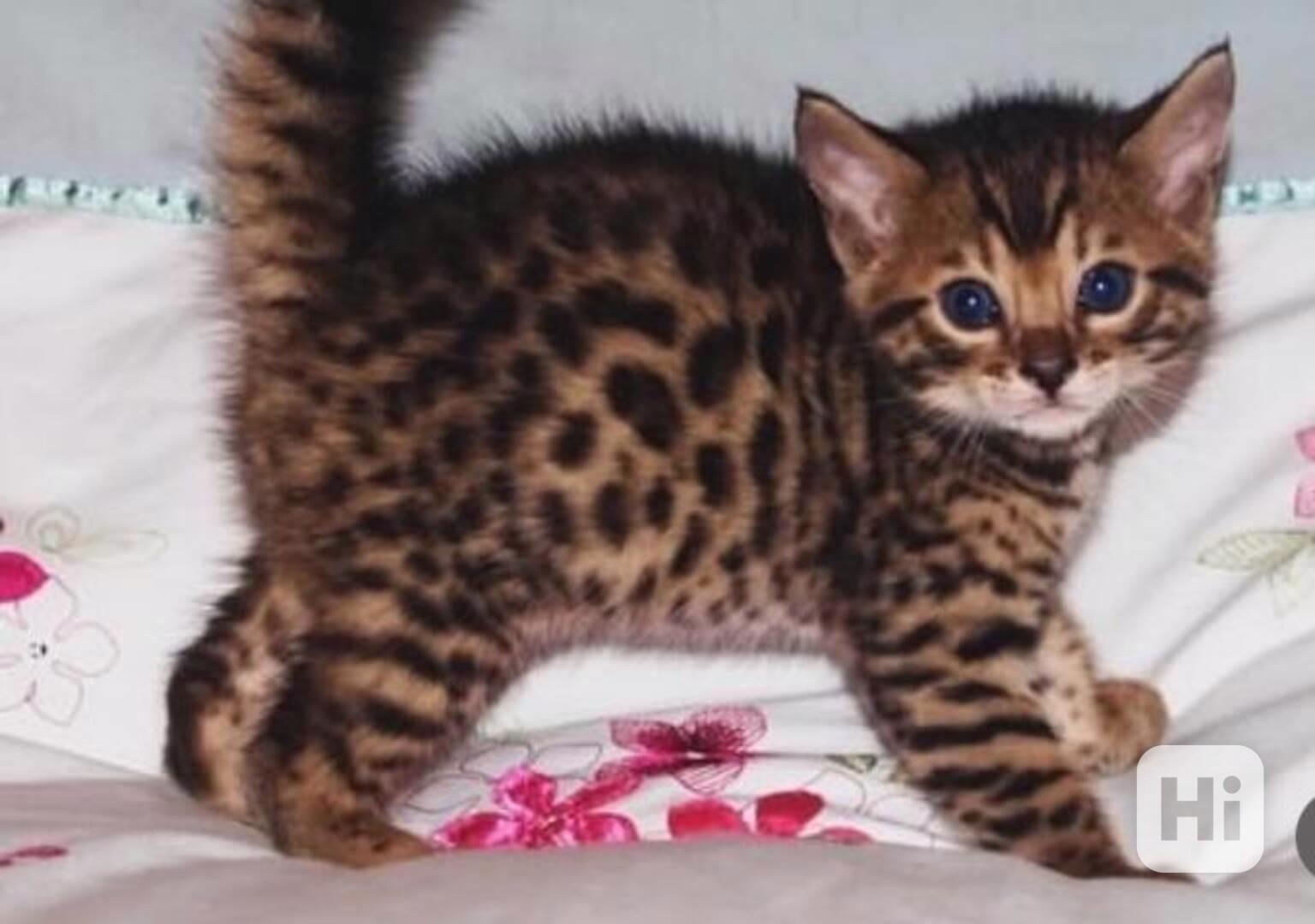 Bengalská kočka s PP  - foto 1