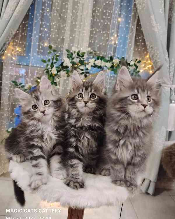 Krásné kotě Maine Coon na prodej - foto 1