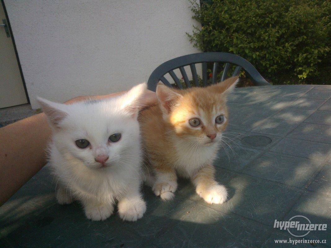 Daruji kotě - foto 1