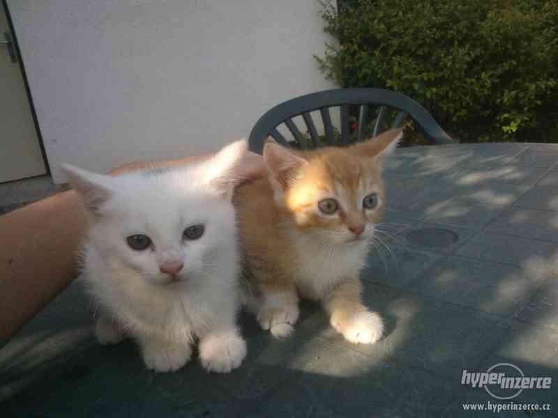 Daruji kotě - foto 1
