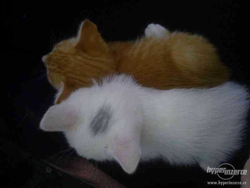 Daruji kotě - foto 2