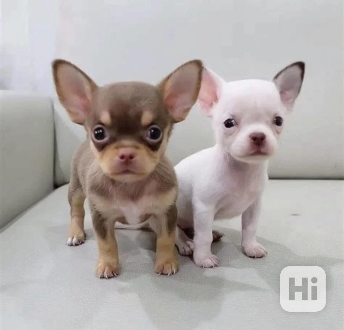 štěňata čivavy připravená - foto 1