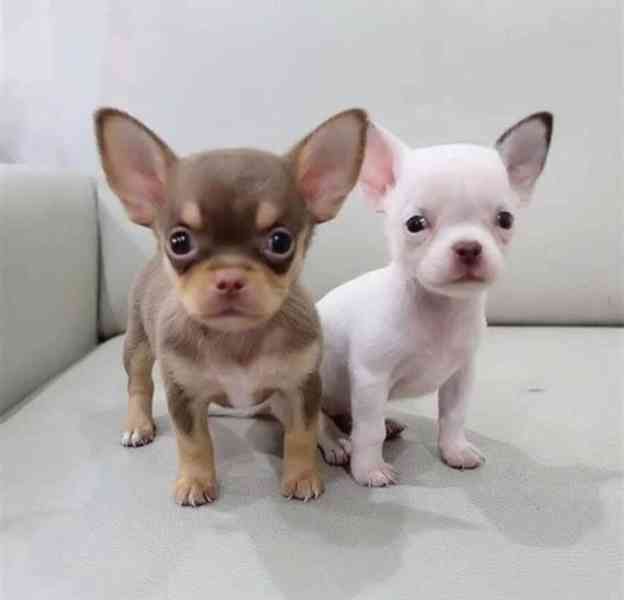 štěňata čivavy připravená - foto 1