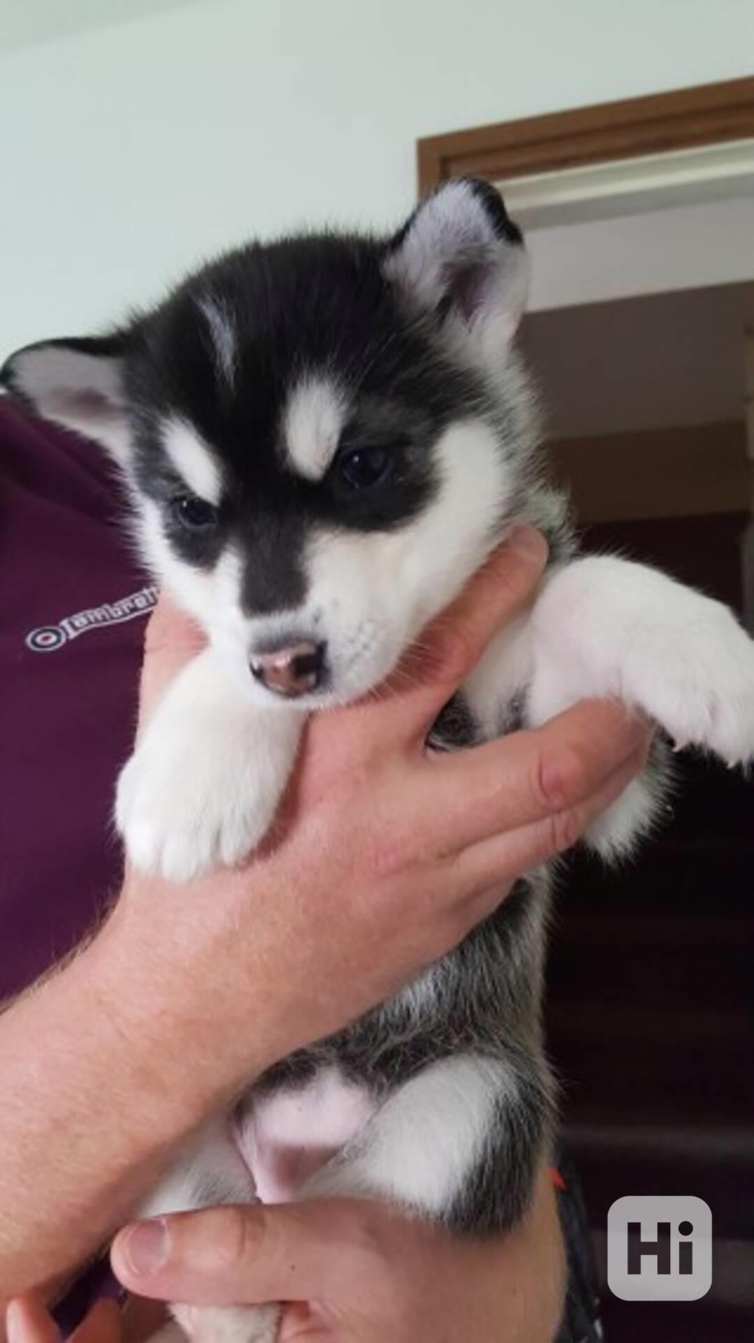 Roztomilá štěňata sibiřského huskyho - foto 1