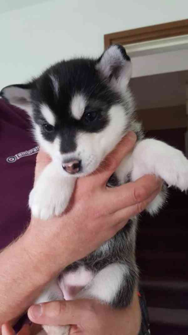 Roztomilá štěňata sibiřského huskyho - foto 1