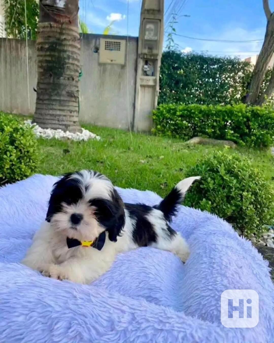 Dárek štěňátka shih tzu k adopci zdarma   - foto 1