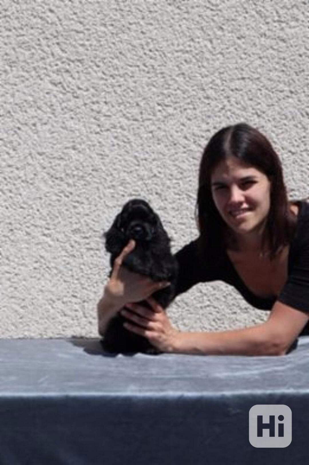   Američtí kokršpanělé  - foto 1