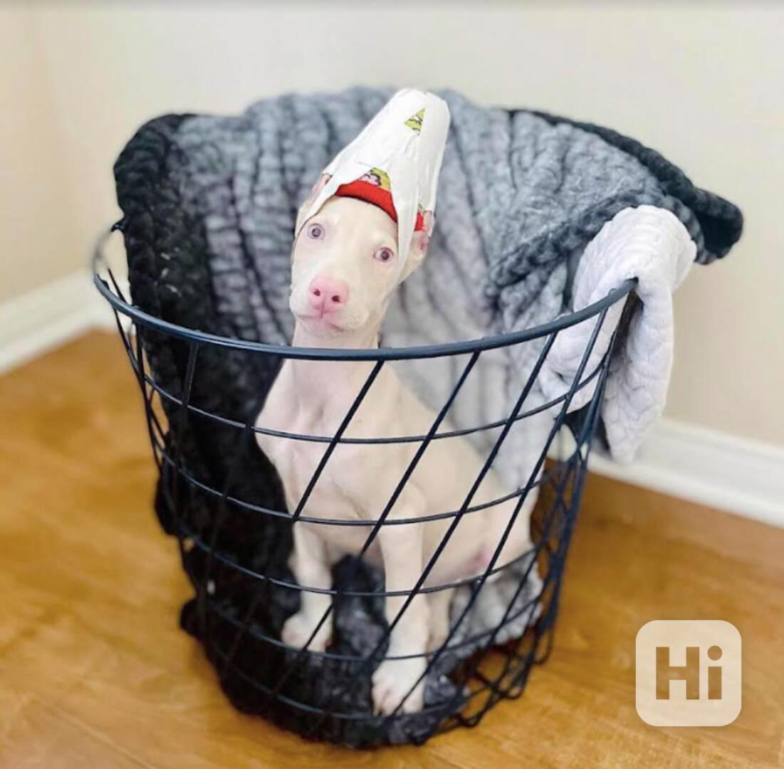  Doberman PUPPIES for sale  - foto 1