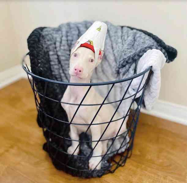  Doberman PUPPIES for sale 