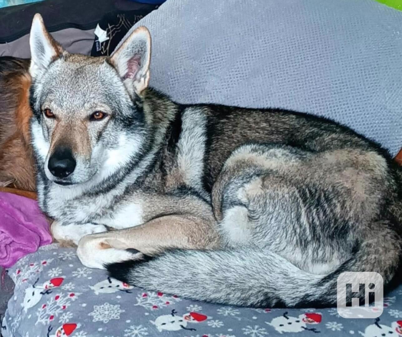 Československý vlčák s PP - foto 1