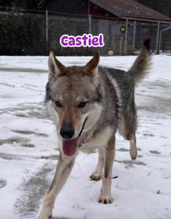 Československý vlčák s PP - foto 2