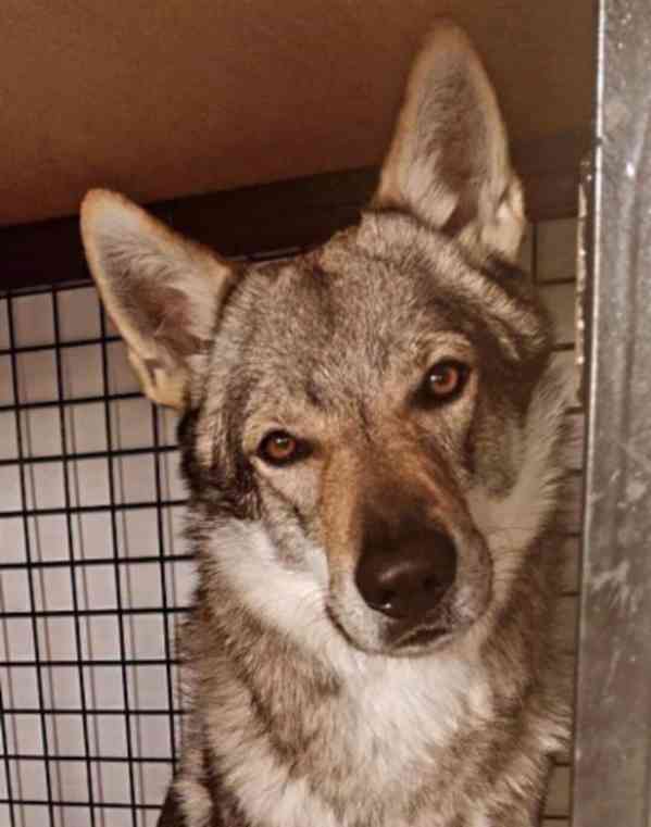 Československý vlčák s PP - foto 3