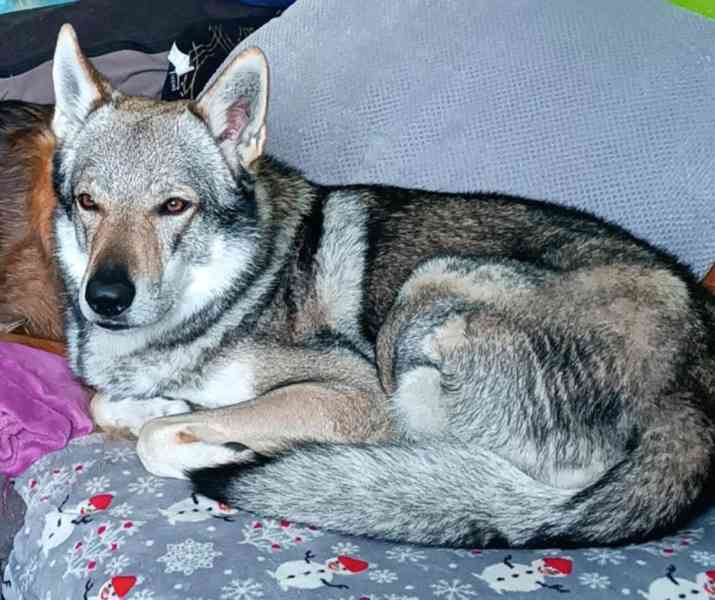 Československý vlčák s PP - foto 1