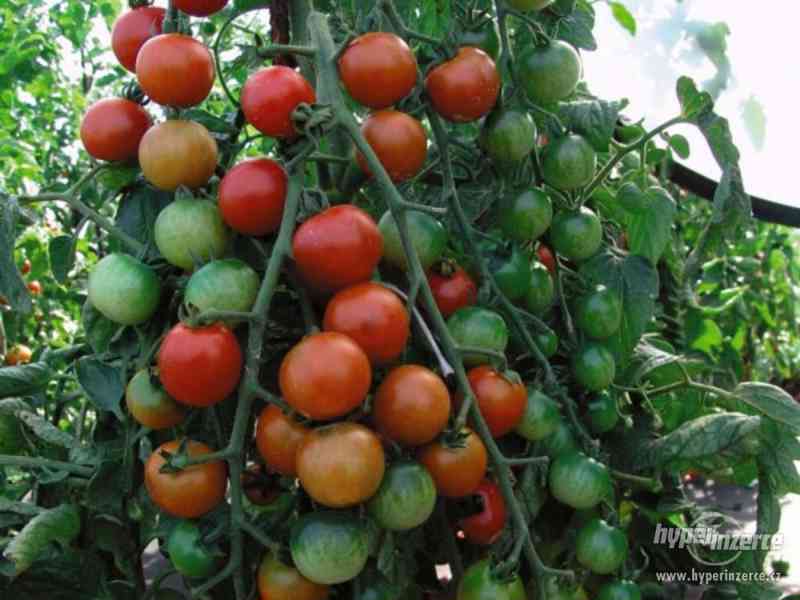 rajče Cherrola F1 - semena - foto 1