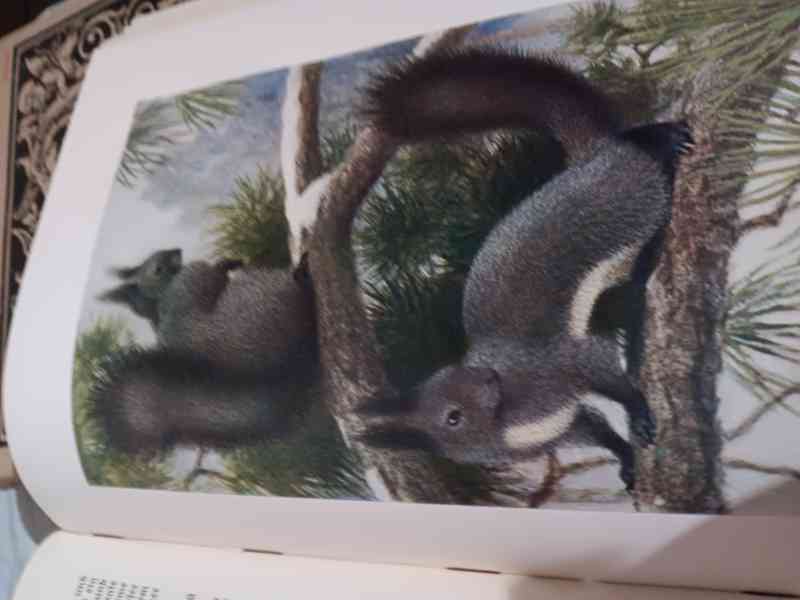 Brehms Tierleben 1928 - foto 3