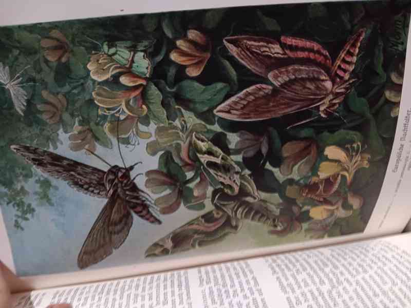 Brehms Tierleben 1928 - foto 4