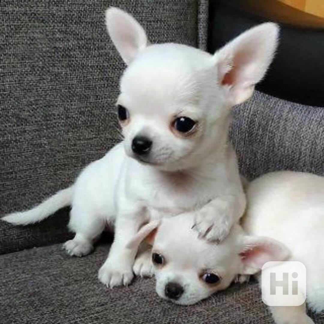 Dárek zdarma Štěňata čivavy k adopci zdarma   - foto 1