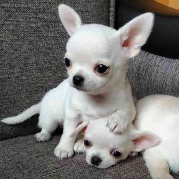 Dárek zdarma Štěňata čivavy k adopci zdarma  