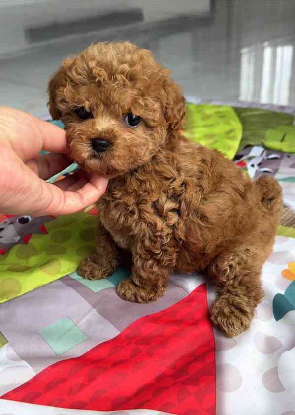 Nejroztomilejší štěňátka k odběru!!  - foto 3