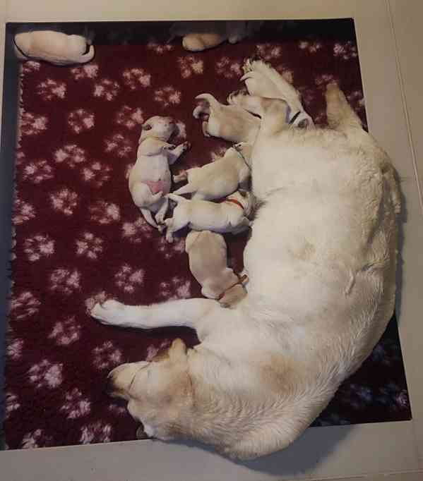 Labrador - Žlutá štěňata s PP - KLUCI - foto 8