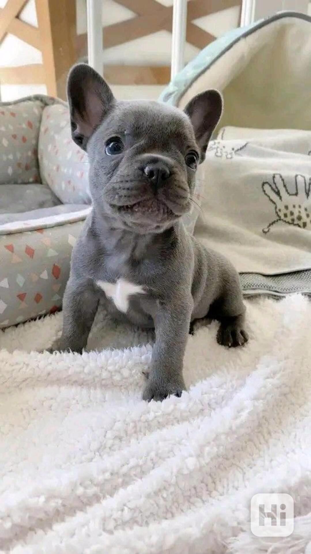 Francouzský buldoček s pp - foto 1