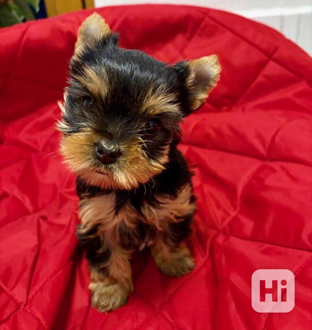 Jorkšírek štěně fenka s PP FCI  - foto 1