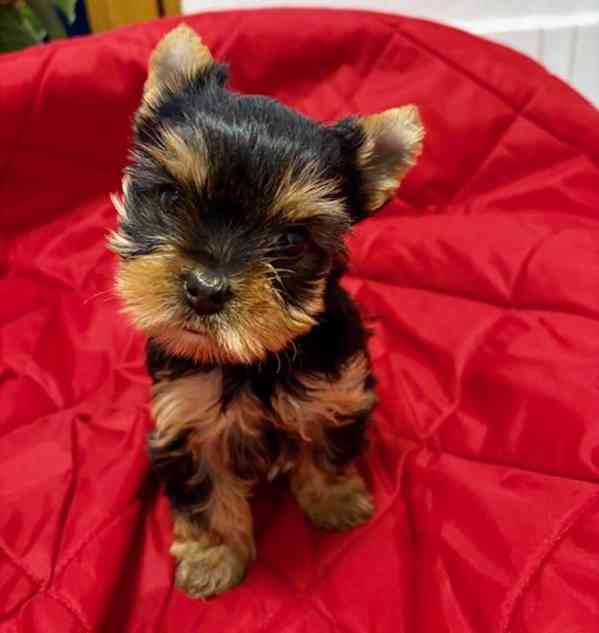 Jorkšírek štěně fenka s PP FCI  - foto 1