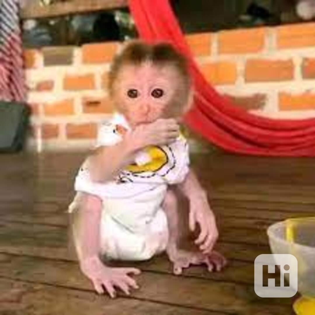 Prodám samičku opičku Copovou - foto 1