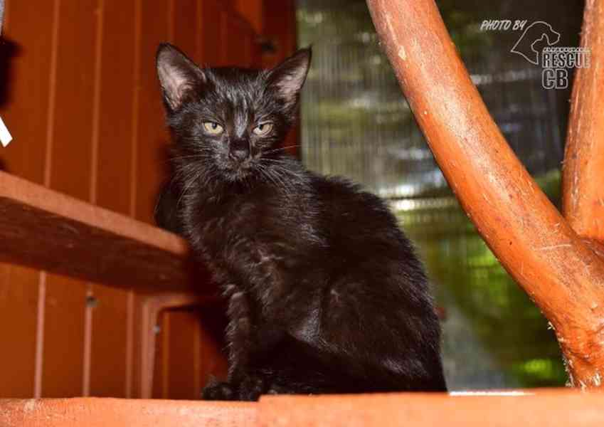 Darujeme nalezené kotě - foto 1