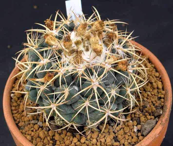 semena kaktus Coryphantha bumamma v. bianca