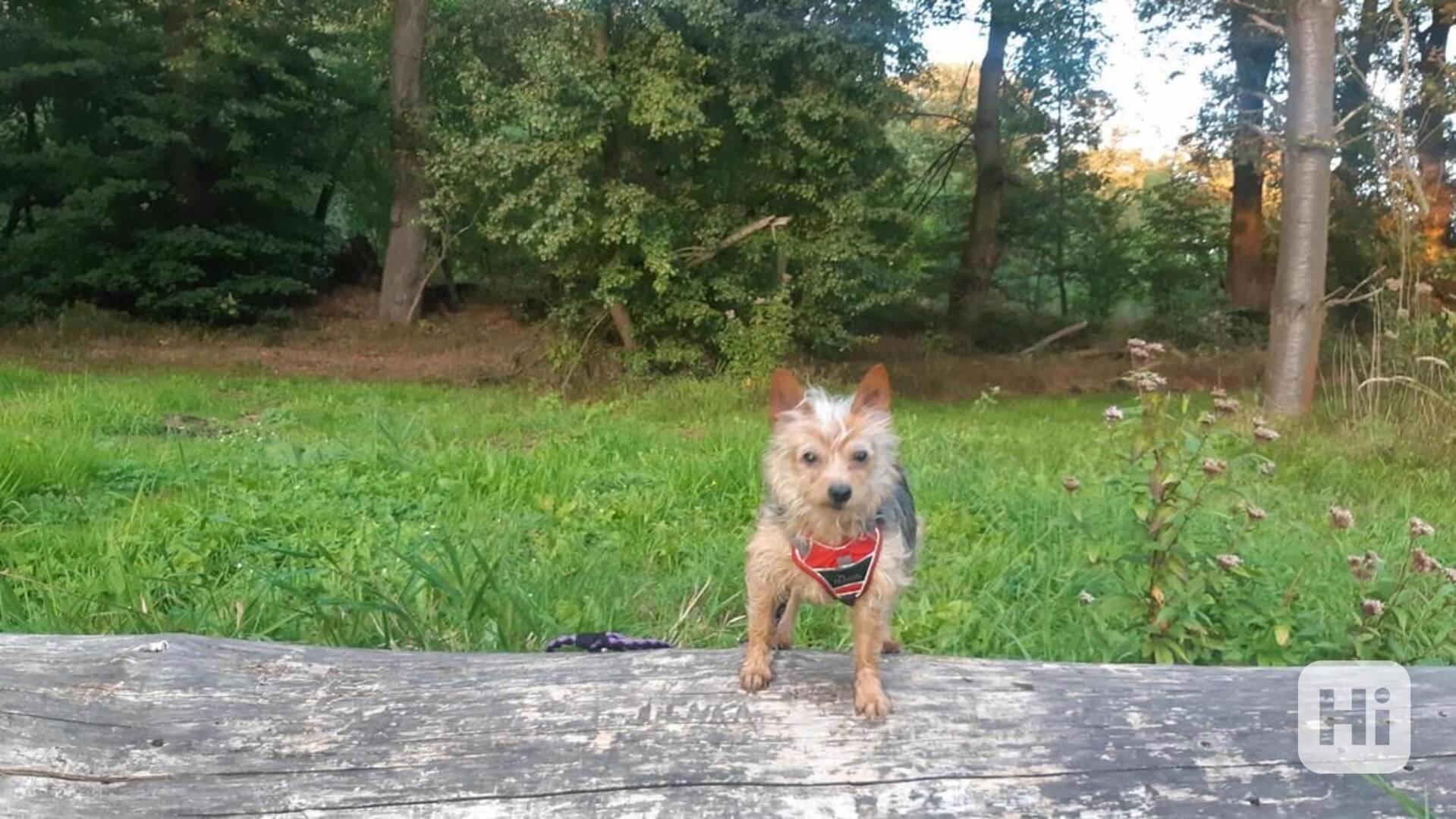 Lilly z útulku Voříškov - foto 1