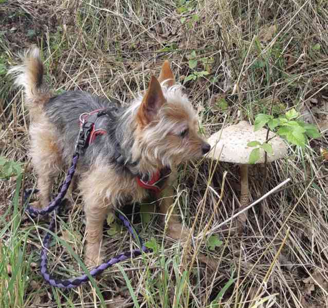 Lilly z útulku Voříškov - foto 3