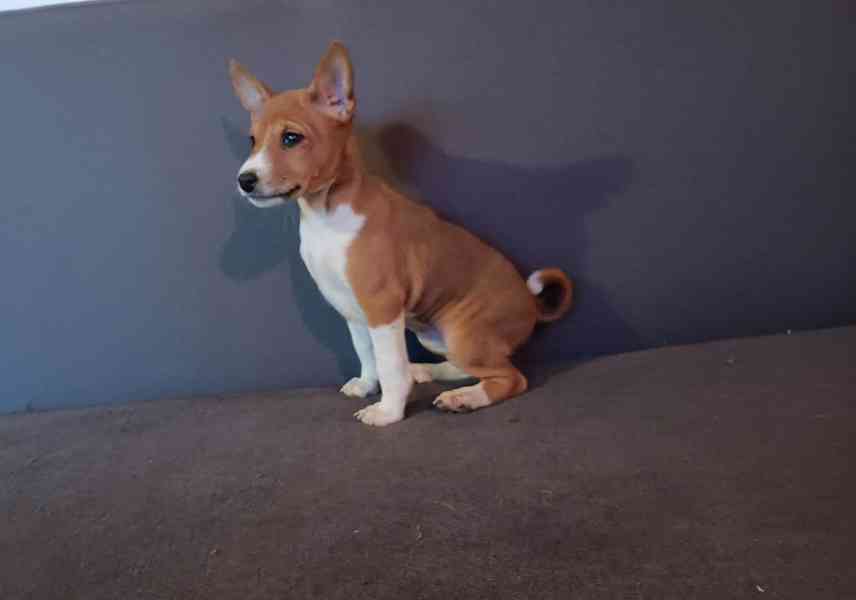 Basenji - prodám štěňata bez pp - foto 2