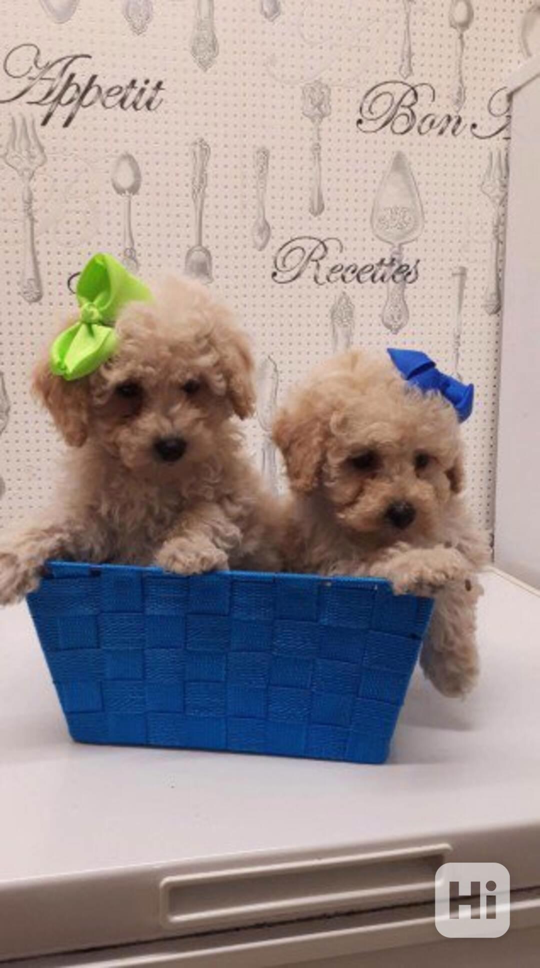 Štěňata Ashu Cavapoo od rodičů registrovaných v Kansas City  - foto 1