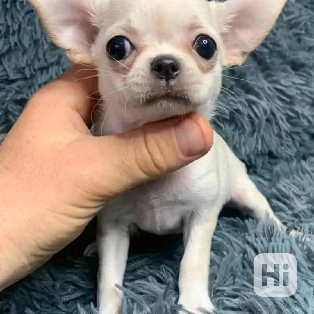 🐶 Štěňátka čivavy hledají milující domov! ❤️ - foto 1