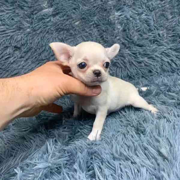 🐶 Štěňátka čivavy hledají milující domov! ❤️ - foto 2