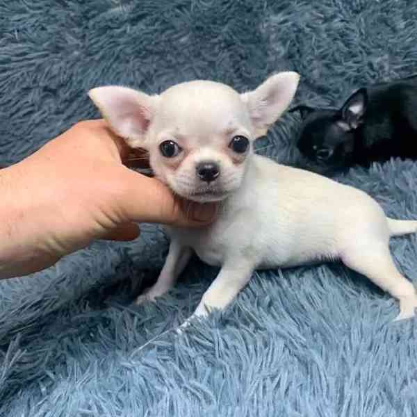 🐶 Štěňátka čivavy hledají milující domov! ❤️ - foto 3