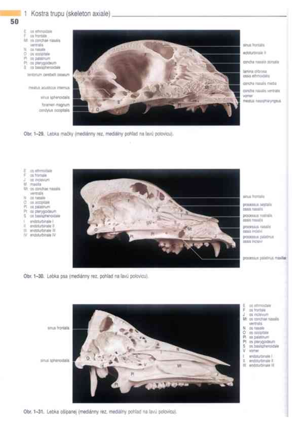 Anatomie domácích savců 1. díl v PDF - foto 14