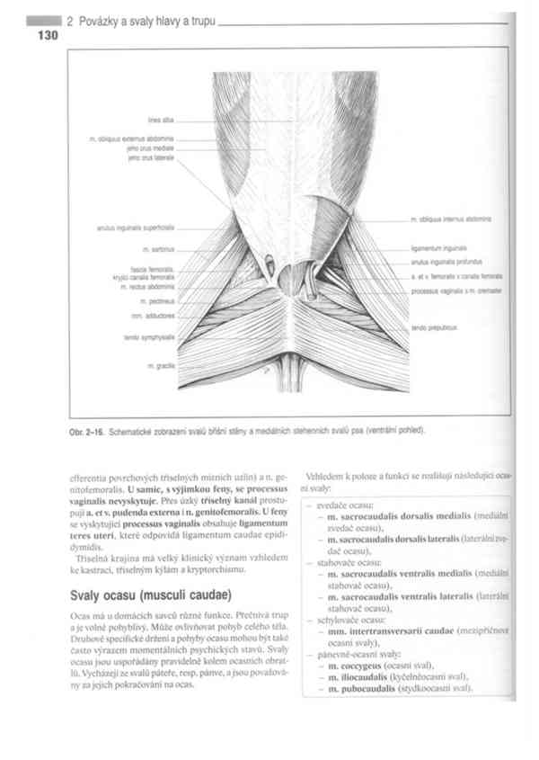 Anatomie domácích savců 1. díl v PDF - foto 19